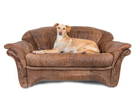 Téléchargez les photos : Cute pet dog relaxing on couch - en image libre de droit