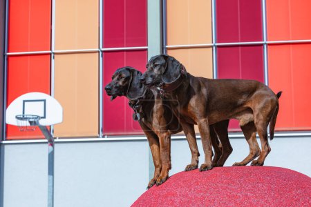 Foto de Dos perros rastreadores posando con fondo colorido - Imagen libre de derechos