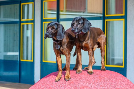 Foto de Dos perros lindos esperando el mando - Imagen libre de derechos