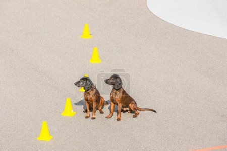 Foto de Dos lindos perros rastreadores en posición de espera - Imagen libre de derechos