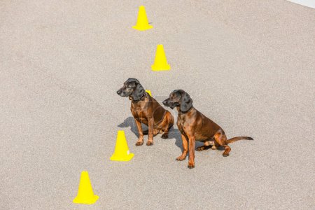 Foto de Dos perros rastreadores esperando relajados para el mando - Imagen libre de derechos