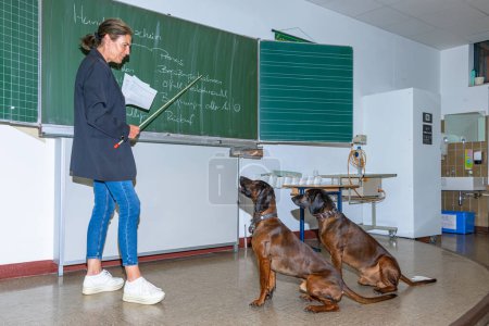 Foto de Dos perros rastreadores consiguiendo una lesión dentro de una sala de clase - Imagen libre de derechos
