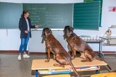 dog trainer and two bloodhounds inside a class room planning a lession