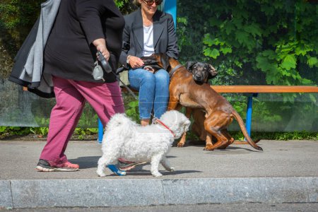 Foto de Interacción de perros en una estación de autobuses pública - Imagen libre de derechos