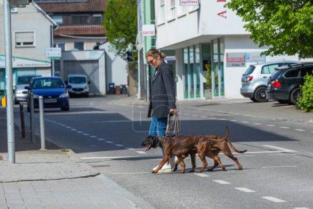 Foto de Mujer cruzando la calle principal con sus dos perros rastreadores en un semáforo - Imagen libre de derechos