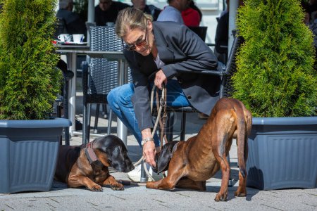 Foto de Mujer en un café callejero con sus perros rastreadores bien educados - Imagen libre de derechos