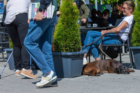 Foto de Mujer bebe café en público y sus dos perros rastreadores permanecen relajados - Imagen libre de derechos