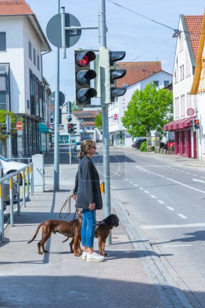 Foto de Mujer cruzando la calle en un semáforo con sus perros rastreadores - Imagen libre de derechos