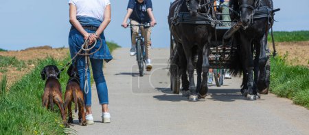 Foto de Mujer con sus dos perros en un camino estrecho con caballos y ciclista - Imagen libre de derechos
