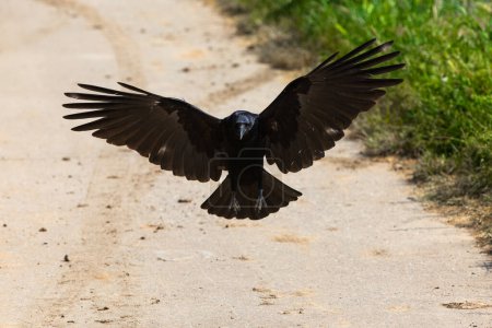 detail of a crow landing with spread wings on a concrete street
