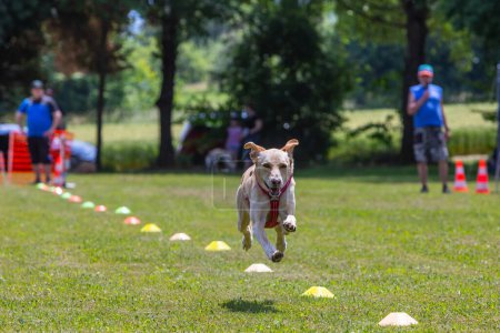 Téléchargez les photos : Mélange podenco sur une course temporelle à pleine vitesse survolant la pelouse - en image libre de droit