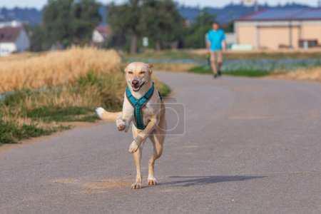 happy dog off leach running towards fotographer
