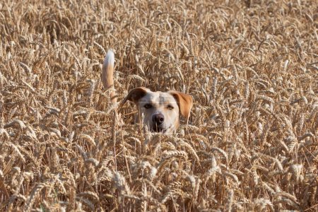 Téléchargez les photos : Chien se tient au milieu d'un champ de blé regardant drôle - en image libre de droit