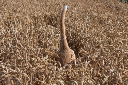 Téléchargez les photos : Drôle de photo de la queue d'un chien courant dans un champ de blé - en image libre de droit
