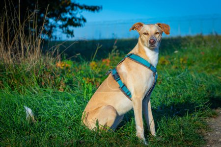 Téléchargez les photos : Portrait d'un chien assis sur une prairie d'herbe - en image libre de droit