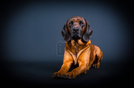 Foto de Retrato de un hermoso perro rastreador bavariano en frente de fondo oscuro - Imagen libre de derechos