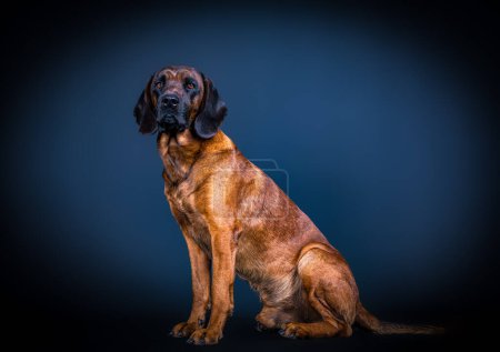 Téléchargez les photos : Beau chien renifleur assis devant fond sombre - en image libre de droit