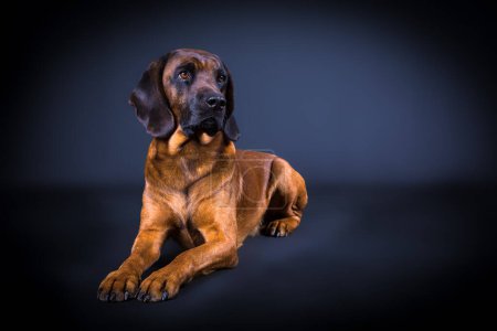 Porträt eines Fährtenhundes, der sich vor schwarzem Hintergrund hinlegt