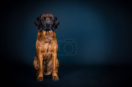 portrait of a sitting bavarian mountain dog in front of dark background