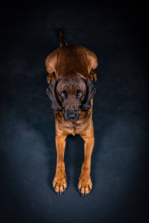 Photo for Portrait of a cute lying sniffer dog - Royalty Free Image