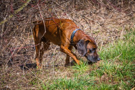 tracker dog following a scent through bushes and grass