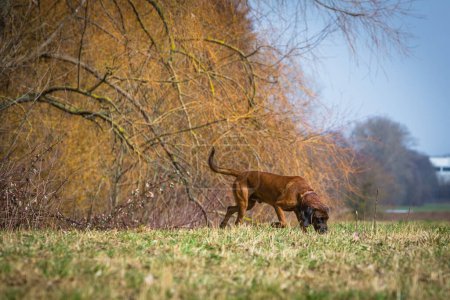 bavarian mountain dog following a scent on a meadow