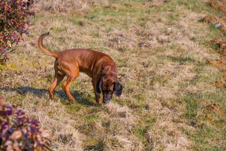 Fährtenhund verfolgt Spur auf einer Wiese mit der Nase am Boden