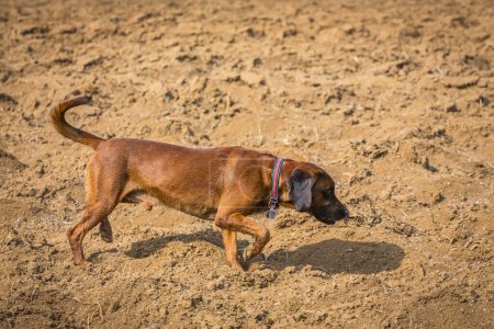 tracker dog following a track on a empty field