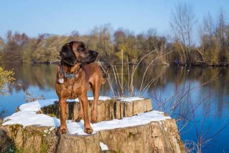 Téléchargez les photos : Mignon chien bavarois de montagne debout à un lac regardant vers la droite un jour d'hiver - en image libre de droit