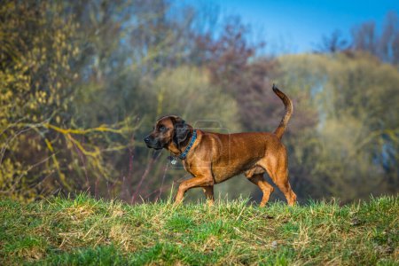 Foto de Lindo perro rastreador caminando en un prado en primavera - Imagen libre de derechos