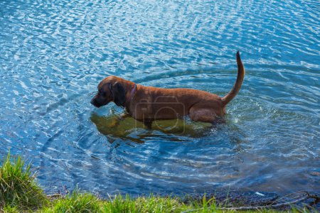 bavarian mountain dog takes a bath in a lake on a hot summer day