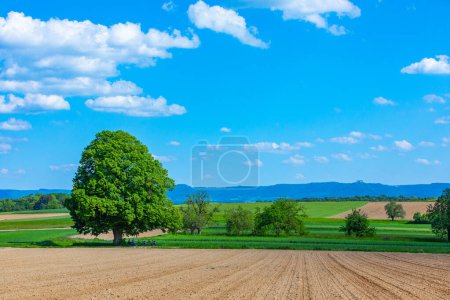 Aussichtsreicher Blick auf hohe Linden und Felder mit der Schwäbischen Alb im Hintergrund