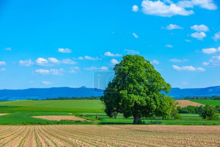 Landschaft mit Baumriesen auf dem Feld mit der Schwäbischen Alb im Hintergrund