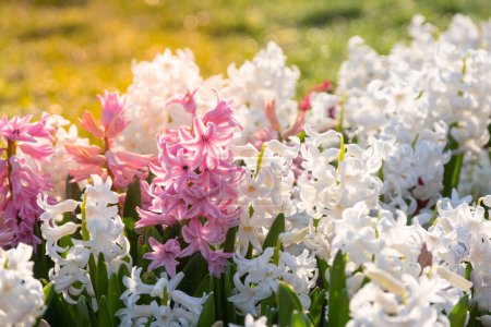 Téléchargez les photos : Jacinthes multicolores dans la lumière du soleil. Printemps de Pâques fond. Fermer macro. - en image libre de droit
