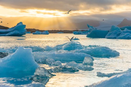Foto de Laguna de hielo. Icebergs flotando en el lago laguna glaciar Jokulsarlon al atardecer. Islandia del Sur, Cascada de Hielo Jokulsarlon. Gran atracción turística
. - Imagen libre de derechos