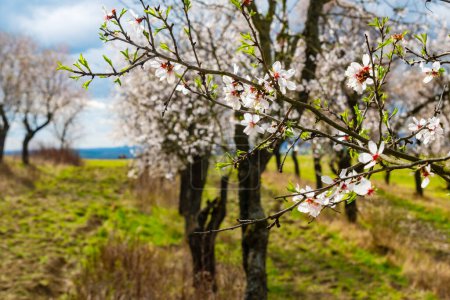 Photo for The oldest almond orchard in bloom, Hustopece village, Czech - Royalty Free Image