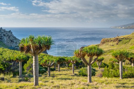 Foto de Árboles de dragón y paisaje verde en Ponta de Sao Lourenco Isla de Madeira - Imagen libre de derechos