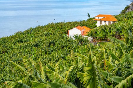 Foto de Casas tradicionales de Madeira en Funchal detrás de una plantación de plátanos. Pequeña granja en verdes colinas sobre el océano Atlántico - Imagen libre de derechos