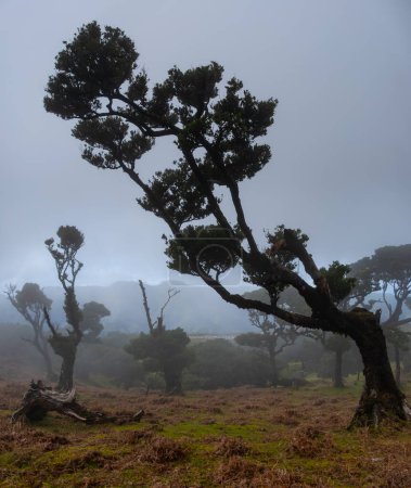 Foto de Fanal bosque viejo árbol místico en la isla de Madeira. Árboles retorcidos en la niebla en el bosque Fanal. Enormes árboles cubiertos de musgo crean un paisaje dramático y asustado - Imagen libre de derechos