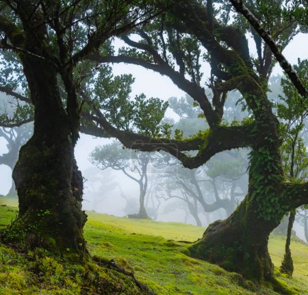 Foto de Árboles retorcidos en la niebla en el bosque de Fanal en la isla portuguesa de Madeira. Enormes árboles cubiertos de musgo crean un paisaje dramático y asustado - Imagen libre de derechos