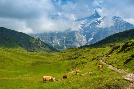 Cows in alpine valley Grindelwald. Jungfrau, Switzerland. Under the Bernese alps. Mountain village.
