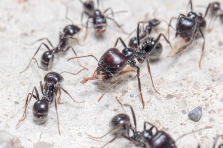 Messor barbarus ants transporting stuff on a concrete floor under the sun. High quality photo