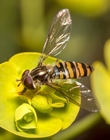 Photo for Marmalade hoverfly, Episyrphus balteatus, feeding from a yellow flower on a sunny day. High quality photo - Royalty Free Image