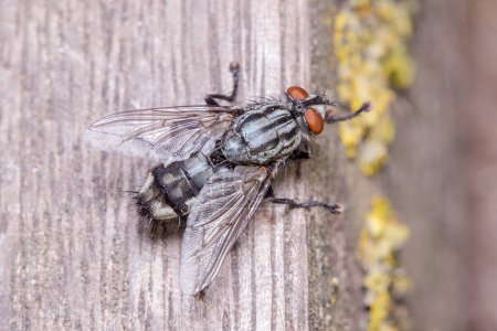Photo for Common flesh fly, Sarcophaga sp, posed on a wooden floor on a sunny day. High quality photo - Royalty Free Image