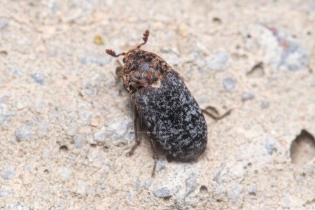 Carpet beetle Dermestes undulatus wolking on a rock under the sun. High quality photo
