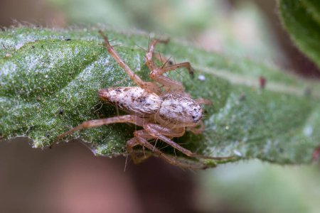 Téléchargez les photos : Oxyopes lynx spider resting on a green leaf under the sun. High quality photo - en image libre de droit