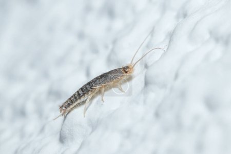 Silberfischinsekt, Lepisma saccharina, läuft auf einer weißen Wand. Hochwertiges Foto