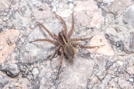 Pardosa sp. wolf spider walking on a concrete wall on a sunny day. High quality photo