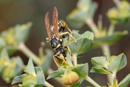 Polistes gallicus wasp walking on a green plant looking for food. Foto de alta calidad