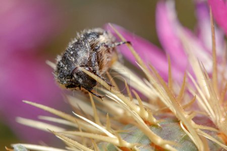 White spotted rose beetle, Oxythyrea funesta, posed on a purple flower under the sun. High quality photo